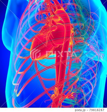 Human Heart With Circulatory System Anatomy For Medical Concept 3D 79818287