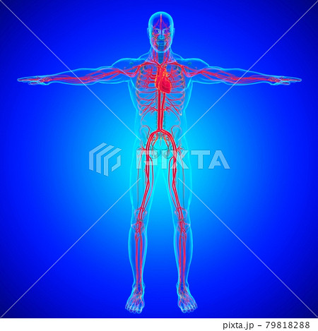 Human Heart With Circulatory System Anatomy For Medical Concept 3D 79818288