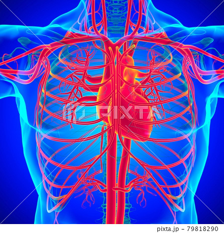 Human Heart With Circulatory System Anatomy For Medical Concept 3D 79818290