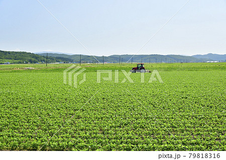 夏の北海道江差町で大豆畑をトラクターで草取りをする風景を撮影 夏の北海道江差町で大豆畑をトラクターで草取りをする風景を撮影 79818316