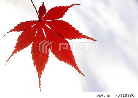 紅葉 79818330