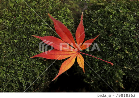 紅葉 紅葉 79818362