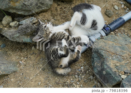 綺麗に手入れされた花壇で元気に走り回る野良猫の仔猫 綺麗に手入れされた花壇で元気に走り回る野良猫の仔猫 79818396