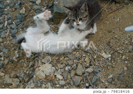 綺麗に手入れされた花壇で元気に走り回る野良猫の仔猫 綺麗に手入れされた花壇で元気に走り回る野良猫の仔猫 79818416