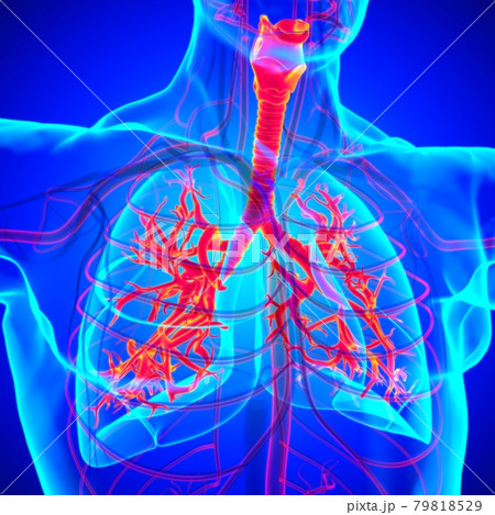 Lungs Human Respiratory System Anatomy For Medical Concept 3D Rendering 79818529