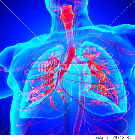 Lungs Human Respiratory System Anatomy For Medical Concept 3D Rendering 79818530