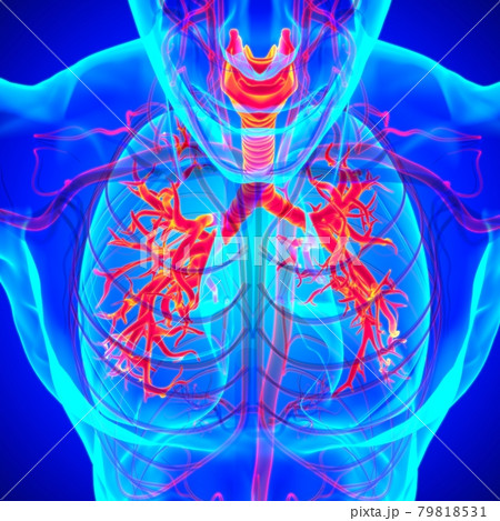 Lungs Human Respiratory System Anatomy For Medical Concept 3D Rendering 79818531