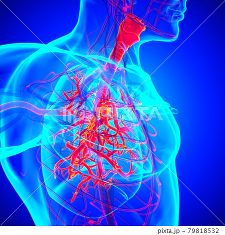 Lungs Human Respiratory System Anatomy For Medical Concept 3D Rendering 79818532
