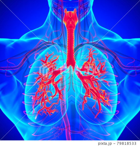 Lungs Human Respiratory System Anatomy For Medical Concept 3D Rendering 79818533