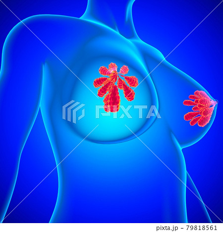 Mammary Glands Anatomy For Medical Concept 3D Mammary Glands Anatomy For Medical Concept 3D 79818561