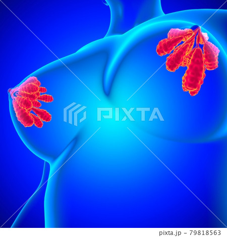 Mammary Glands Anatomy For Medical Concept 3D 79818563