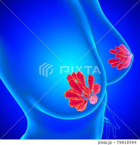 Mammary Glands Anatomy For Medical Concept 3D Mammary Glands Anatomy For Medical Concept 3D 79818564