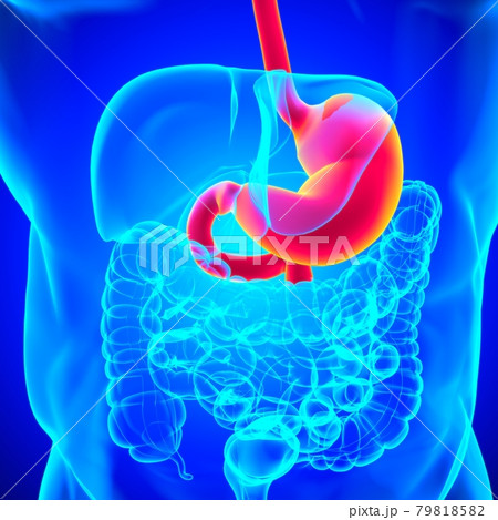 Stomach Anatomy Human Digestive System For Medical Concept 3D Rendering 79818582