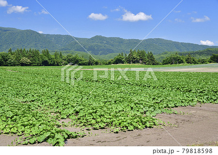 夏の北海道乙部町でつるを伸ばしてきたカボチャ畑の風景を撮影 夏の北海道乙部町でつるを伸ばしてきたカボチャ畑の風景を撮影 79818598