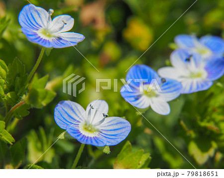 荒川河川敷のオオイヌノフグリ 79818651