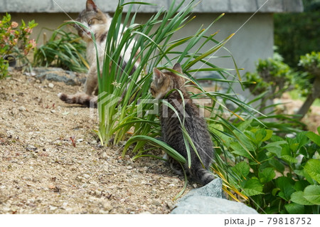 手入れされた花壇を走り回り荒らす野良猫の可愛い子猫兄弟 手入れされた花壇を走り回り荒らす野良猫の可愛い子猫兄弟 79818752