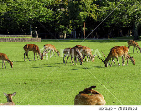 新緑が綺麗な奈良公園春日野園地と鹿 新緑が綺麗な奈良公園春日野園地と鹿 79818853