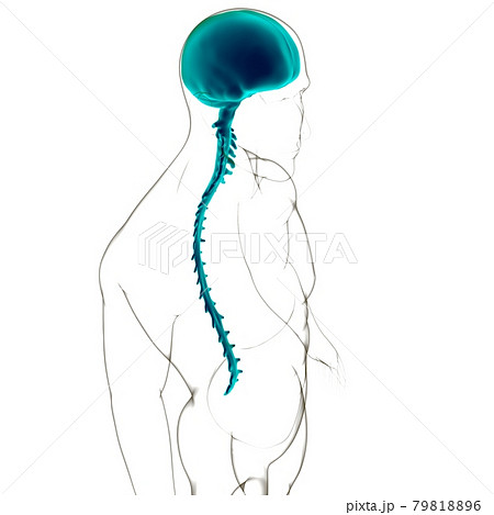 Dura mater Anatomy For Medical Concept 3D 79818896