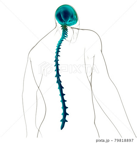 Dura mater Anatomy For Medical Concept 3D Dura mater Anatomy For Medical Concept 3D 79818897