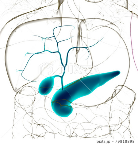 Gall Bladder Human Digestive System Anatomy 3D 79818898