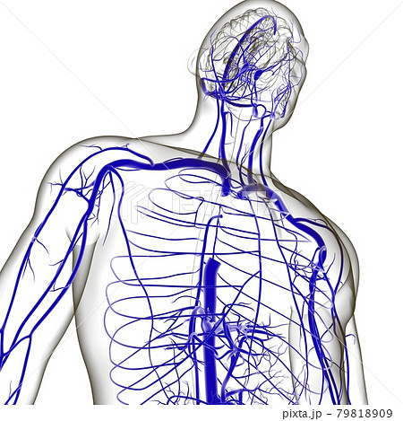 Human Arteries And Veins For Medical Concept 3D 79818909