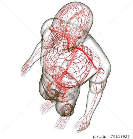 Human Arteries And Veins For Medical Concept 3D 79818922