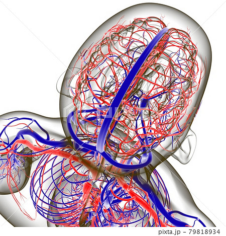 Human Arteries And Veins For Medical Concept 3D Human Arteries And Veins For Medical Concept 3D 79818934
