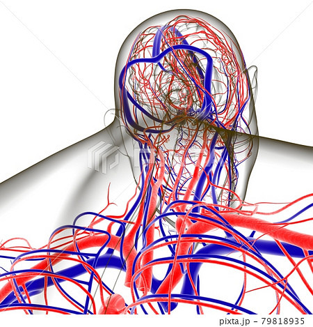 Human Arteries And Veins For Medical Concept 3D 79818935