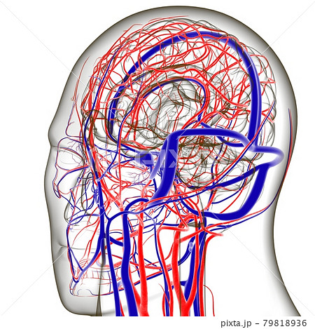 Human Arteries And Veins For Medical Concept 3D Human Arteries And Veins For Medical Concept 3D 79818936
