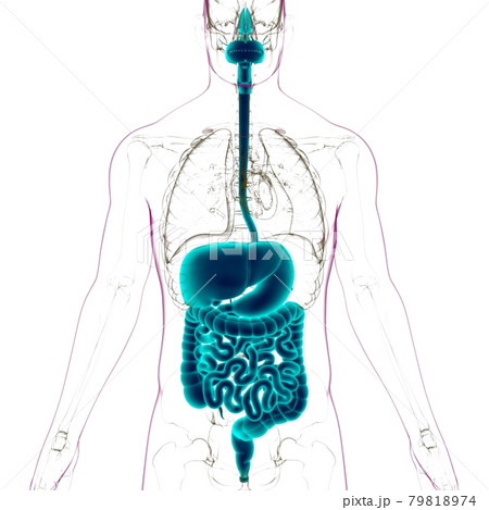 Human Digestive System Anatomy For Medical Concept 3D 79818974
