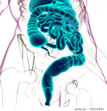 Human Digestive System Anatomy For Medical Concept 3D Human Digestive System Anatomy For Medical Concept 3D 79818981