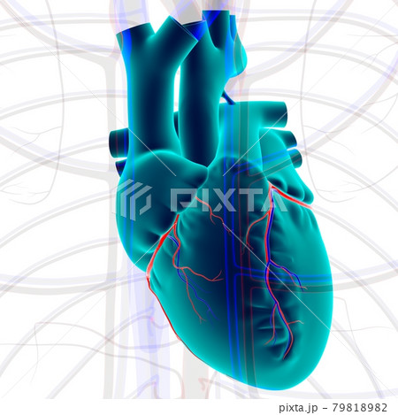 Human Heart Anatomy For Medical Concept 3D 79818982