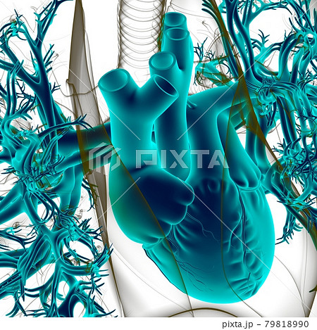 Lungs Human Respiratory System Anatomy For Medical Concept 3D Lungs Human Respiratory System Anatomy For Medical Concept 3D 79818990