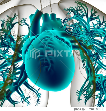 Human Heart Anatomy For Medical Concept 3D Human Heart Anatomy For Medical Concept 3D 79818992