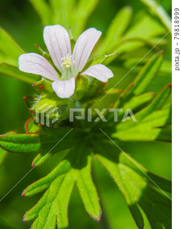 荒川河川敷に咲くアメリカフウロ 荒川河川敷に咲くアメリカフウロ 79818999