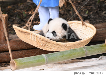 ハンモックの赤ちゃん灰色パンダ 79819017