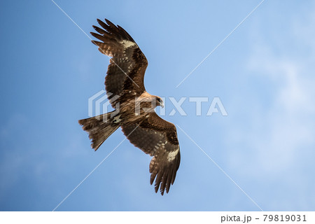 大空を飛ぶ鷹 79819031