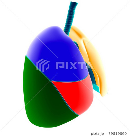 Human Lungs Lobes Anatomy For Medical Concept 3D Illustration Human Lungs Lobes Anatomy For Medical Concept 3D Illustration 79819060