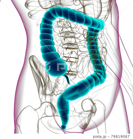 Large Intestine 3D Illustration Human Digestive System Anatomy Large Intestine 3D Illustration Human Digestive System Anatomy 79819087