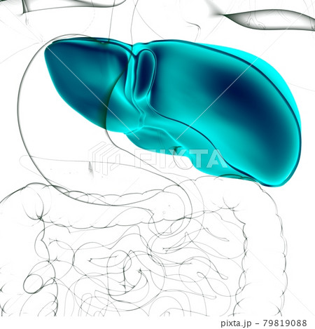 Liver 3D Illustration Human Digestive System Anatomy Liver 3D Illustration Human Digestive System Anatomy 79819088