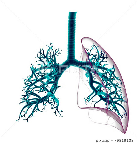 Lungs Human Respiratory System Anatomy For Medical Concept 3D Lungs Human Respiratory System Anatomy For Medical Concept 3D 79819108