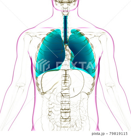 Lungs Human Respiratory System Anatomy For Medical Concept 3D Lungs Human Respiratory System Anatomy For Medical Concept 3D 79819115