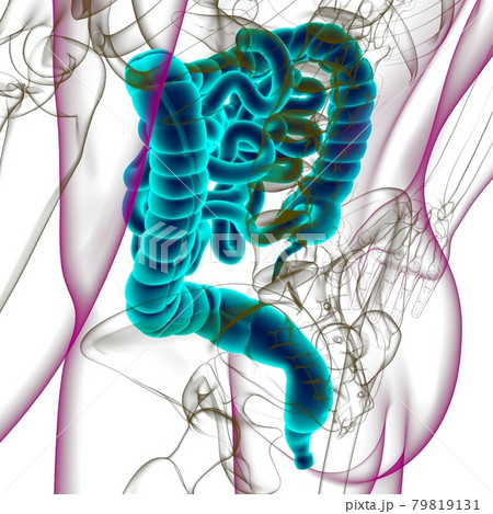 Small and large Intestine 3D Illustration Human Digestive System Anatomy 79819131