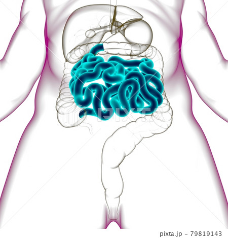 Small Intestine 3D Illustration Human Digestive System Anatomy 79819143
