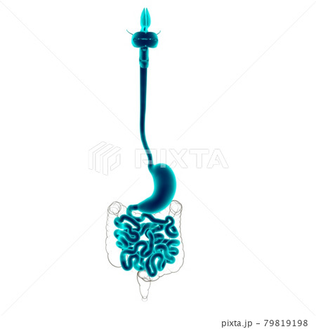 Stomach Anatomy Human Digestive System For Medical Concept 3D Stomach Anatomy Human Digestive System For Medical Concept 3D 79819198