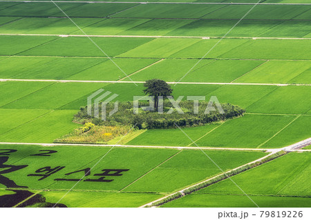 Hadong couple pine trees in rice paddy 79819226