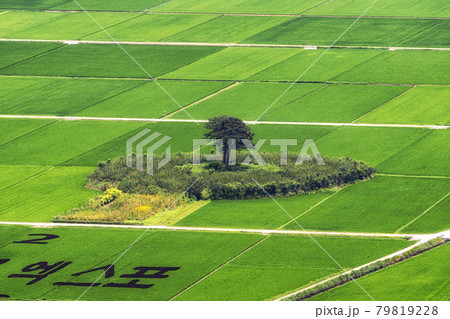 Hadong couple pine trees in rice paddy 79819228