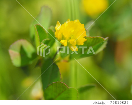 荒川河川敷に咲くコメツブウマゴヤシ 79819325