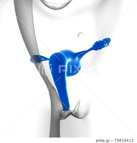 Female Reproductive System Anatomy For Medical Concept 3D Female Reproductive System Anatomy For Medical Concept 3D 79819413