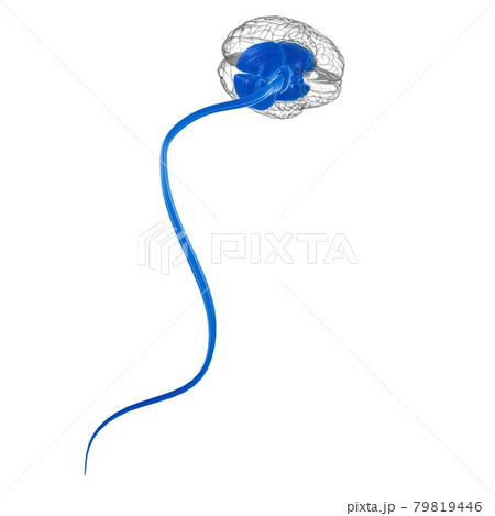 Human Brain inner parts Anatomy For Medical Concept 3D 79819446